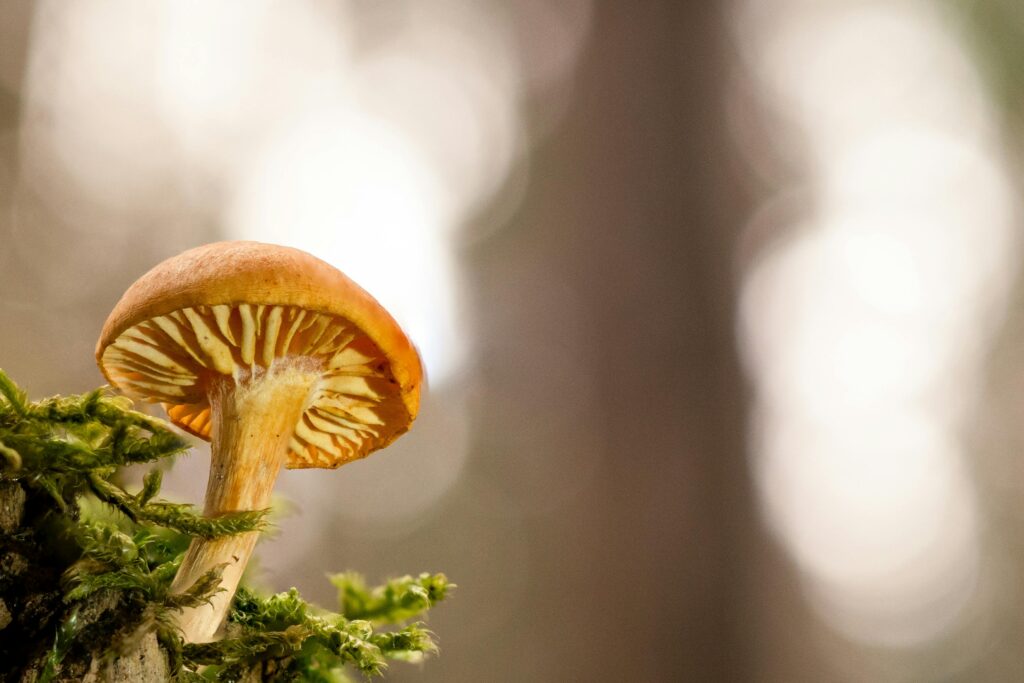 Geld besparen met voedselbos